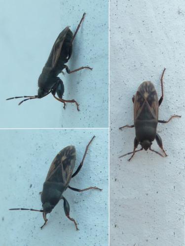 Megalonotus emarginatus